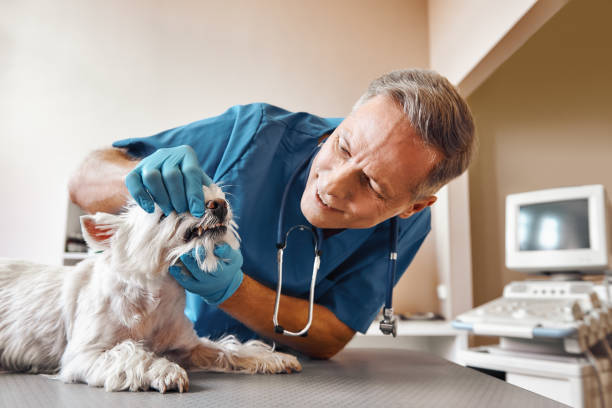 Best 24-Hour Emergency Dentist in Smoke Rise, AL